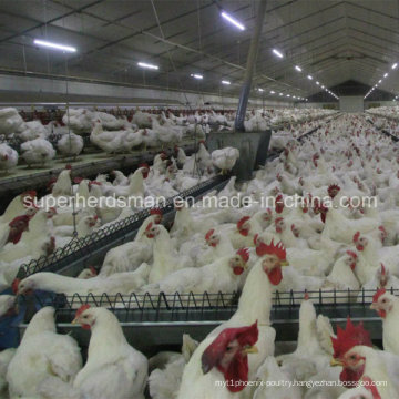 Automatic Poultry Equipment for Breeder House